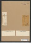 Diatomeae indet. Zeichnungen Sammlung Grunow Nr. 7058 (NHMW-BOT-W0375999)